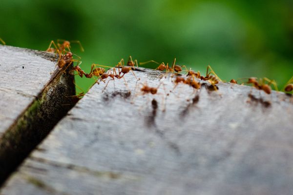  Full-Service Ant Extermination in Union City, GA - Comprehensive Care