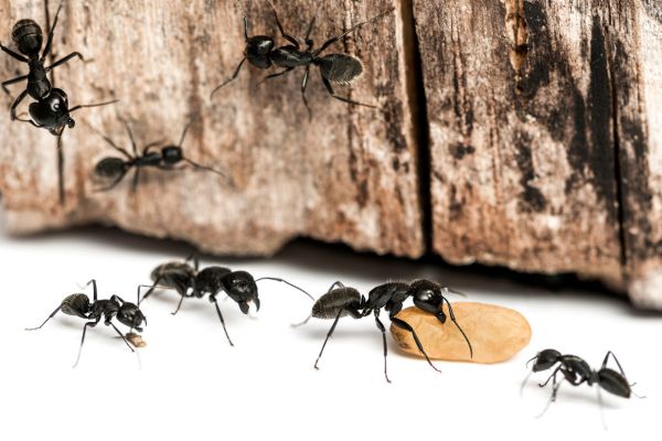 Safe Ant Extermination in East Point, GA - Child & Pet-Friendly Solutions