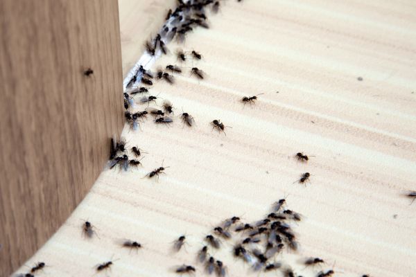  Round-the-Clock Ant Extermination in Woodstock, GA - Always Available