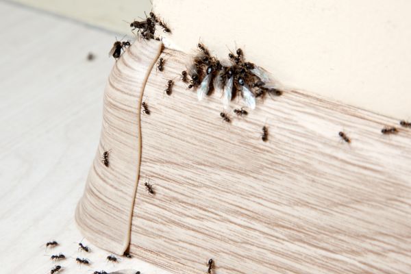  Emergency Ant Removal Services in Smyrna, GA - 24/7 Exterminators