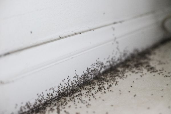  Emergency Ant Removal Services in Peachtree Corners, GA - 24/7 Exterminators