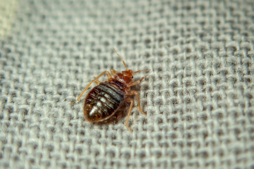  Bed Bug Crisis Candler Mcafee, GA: Emergency Response and Recovery