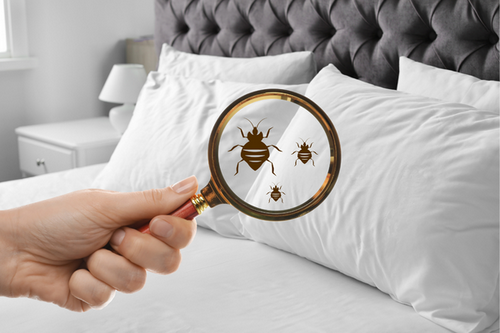  Safe & Sound in Redan, GA: Eco-Friendly Bed Bug Treatments