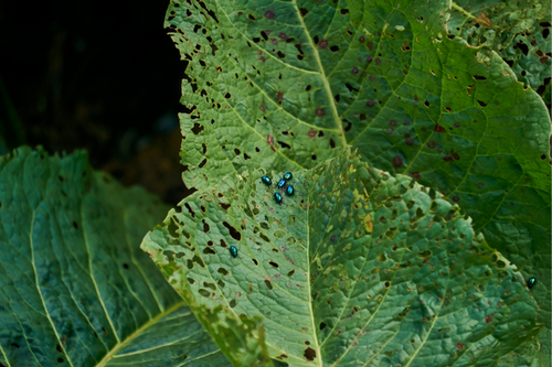  Proven Flea Beetle Management in Chamblee, GA