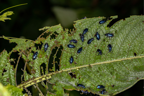  Eco-Friendly Flea Beetle Solutions for Redan, GA Gardens