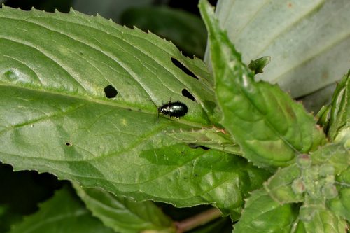  Effective Flea Beetle Elimination in Union City, GA
