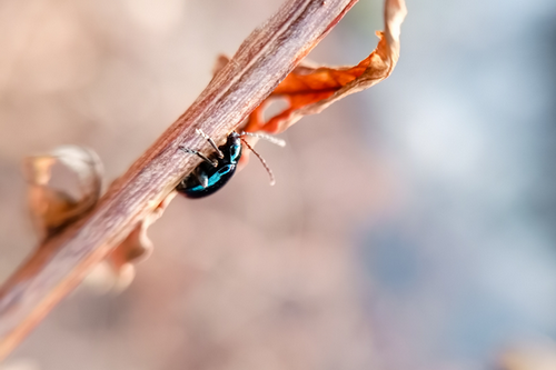  Top-Rated Flea Beetle Extermination in Smyrna, GA