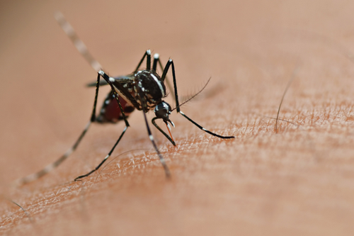  Seasonal Mosquito Management Programs in Douglasville, GA - Year-Round Comfort