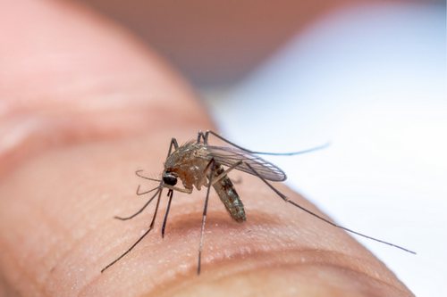  Organic Mosquito Management in Marietta, GA - Environmentally Responsible