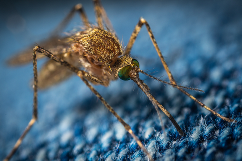  Mosquito Control Maintenance Programs in Redan, GA - Continuous Protection