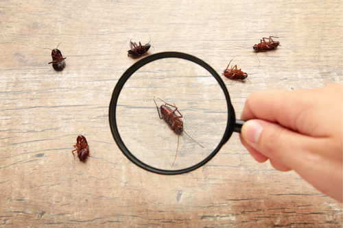  Comprehensive Pest Solutions in Kennesaw, GA - From Inspection to Prevention