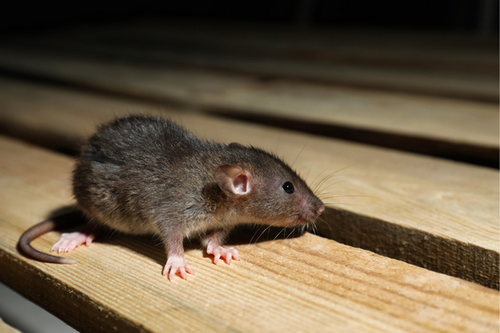  Rodent Control and Cleanup in Union City, GA - Comprehensive Care