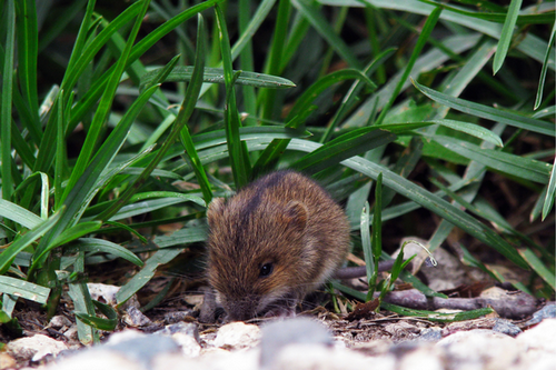  Customized Rodent Extermination Plans in Marietta, GA - Tailored Services