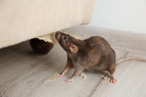  Rodent Control and Cleanup in Johns Creek, GA - Comprehensive Care