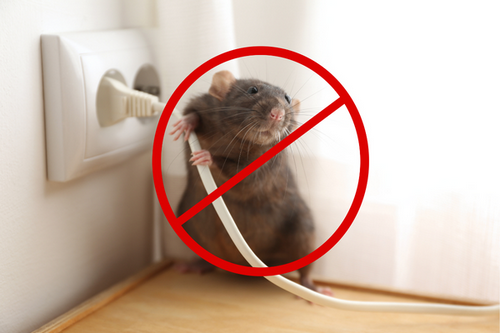  Affordable Rodent Management Solutions in Sugar Hill, GA - Quality Service