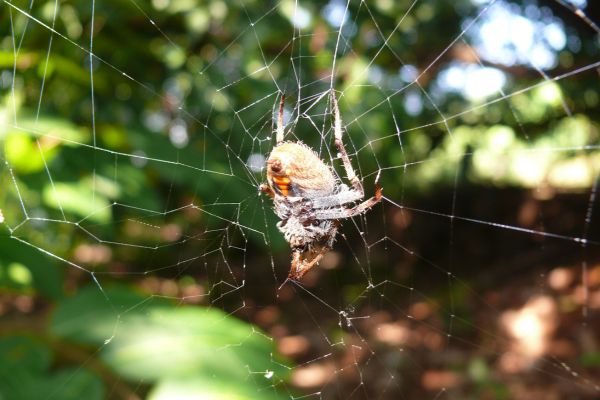  Eco-Friendly Spider Solutions in Peachtree Corners, GA - Safe for Families