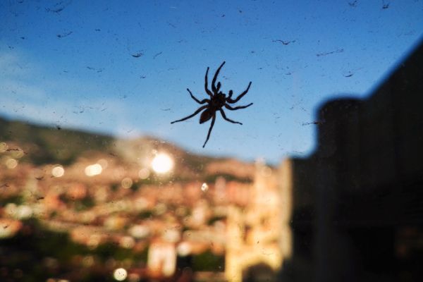  Effective Spider Management in Roswell, GA - Guaranteed Results