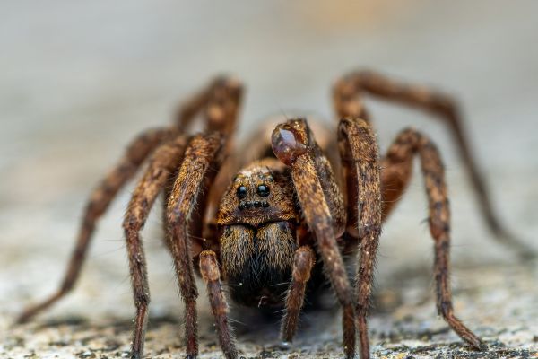  Custom Spider Control Strategies for Mcdonough, GA Properties