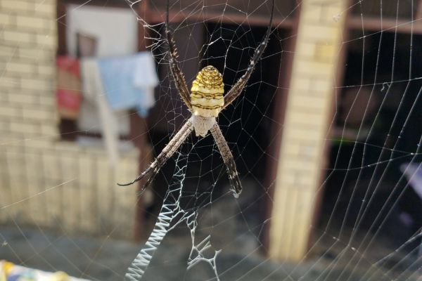  Comprehensive Spider Control Plans for Redan, GA Homes