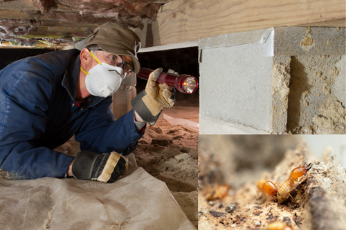  Termite Inspection and Control in Candler Mcafee, GA - Thorough Assessments