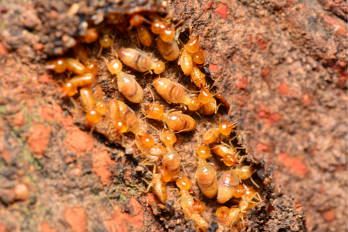  Termite Barrier Protection in Johns Creek, GA - Secure Your Home