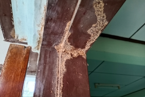  Comprehensive Termite Management in East Point, GA - Protect Your Property