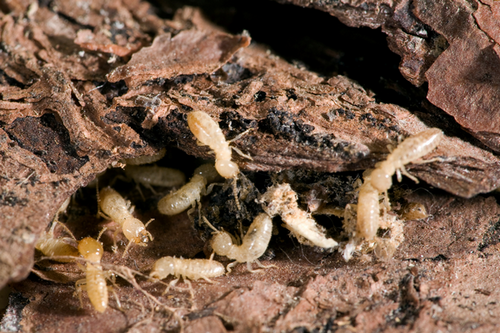  Integrated Termite Management in Redan, GA - Comprehensive Approaches