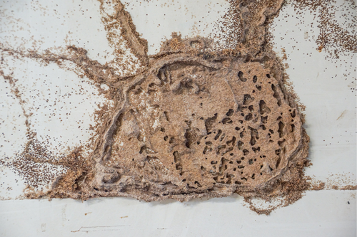  Next-Level Termite Extermination Services in Marietta, GA - Advanced Techniques