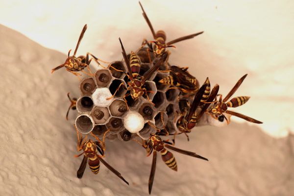  Safe & Guaranteed Wasp Nest Removal Services in Johns Creek, GA