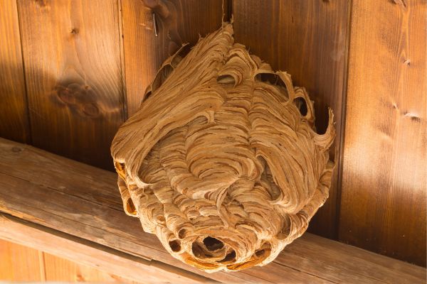  Your East Point, GA Wasp Nest Removal Solution - Affordable Rates