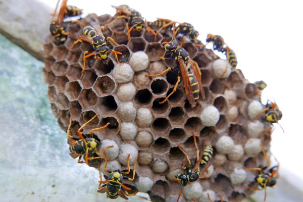  Wasp Nest Eradication in Marietta, GA - Effective Solutions