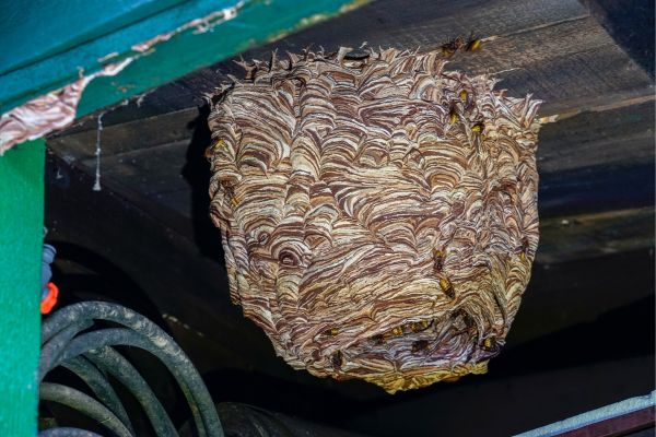 Expert Wasp Nest Removal Services in Union City, GA - Fast & Safe