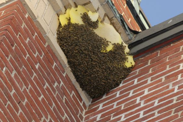  Sugar Hill, GA Wasp Nest Removal - Quick, Safe, and Efficient